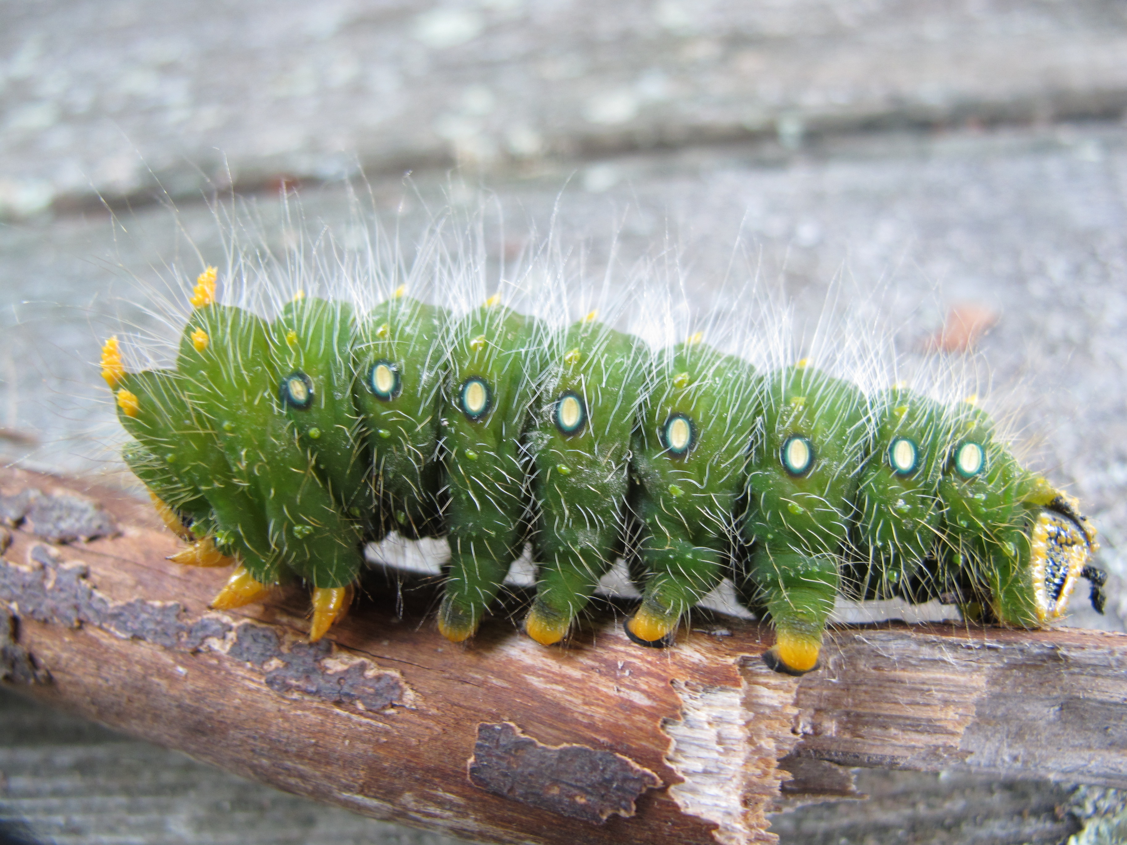 Green Hairy Caterpillar 57